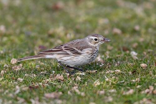American Pipit (Anthus rubescens) 2 of 6 in set by Alan Vernon. is licensed under CC BY-NC-SA 2.0